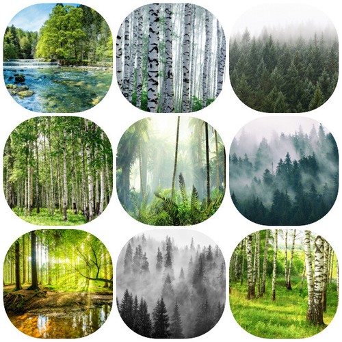 Verschiedene wald motive - wald, vlies